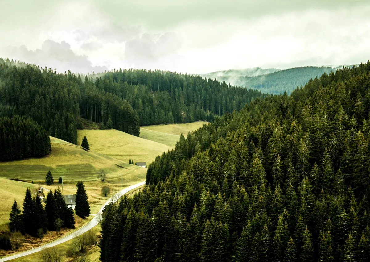 Wald